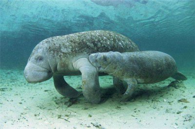 ​大海牛：海牛中的庞大生物（一种曾经毁灭的哺乳动物）