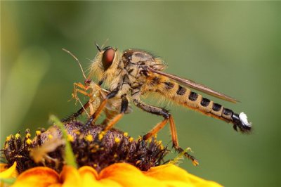 ​养蜂人最怕碰到的动物食虫虻 品种繁琐形状特殊十分特殊