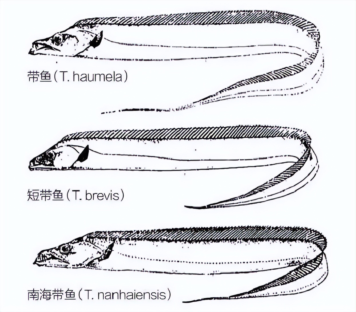 带鱼图片大全（1分钟了解带鱼的真正样子）