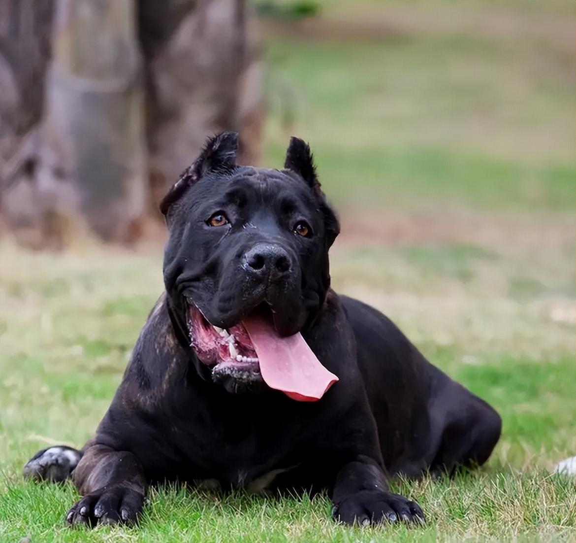 十大最忠诚的狗排名小型犬（十大名犬排名图片）(图4)