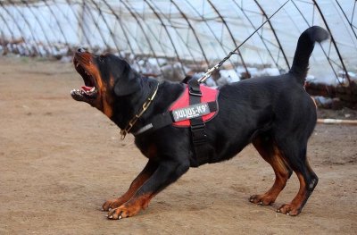 ​十大最忠诚的狗排名小型犬（十大名犬排名图片）