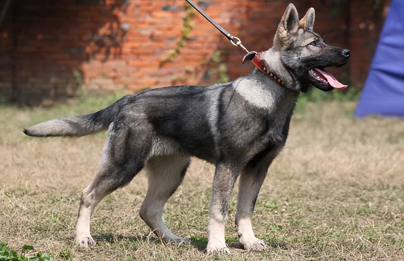 十大最忠诚的狗排名小型犬（十大名犬排名图片）(图7)