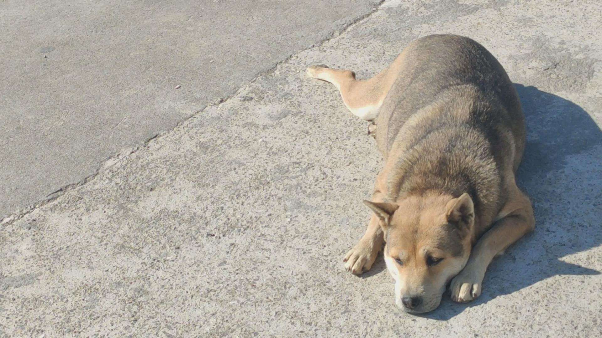 十大最忠诚的狗排名小型犬（十大名犬排名图片）(图10)