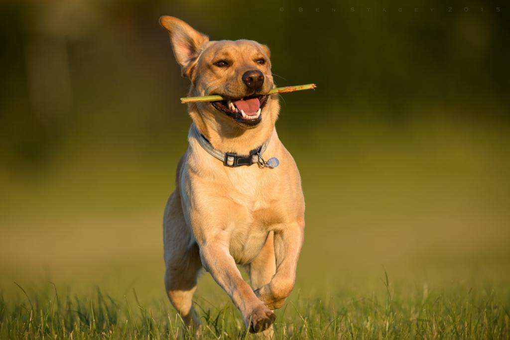 十大最忠诚的狗排名小型犬（十大名犬排名图片）(图2)