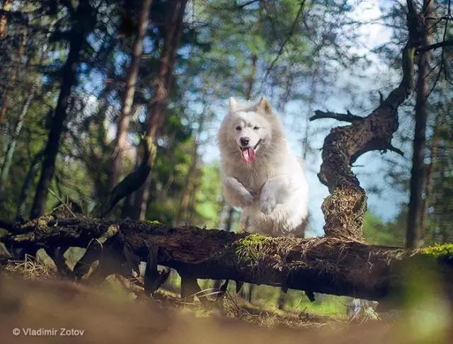 世界名犬萨摩耶（动物世界犬种-萨摩耶犬）(15)