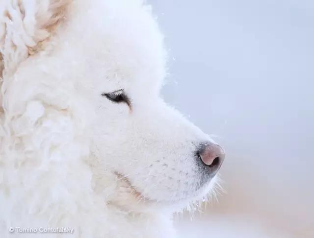 世界名犬萨摩耶（动物世界犬种-萨摩耶犬）(6)