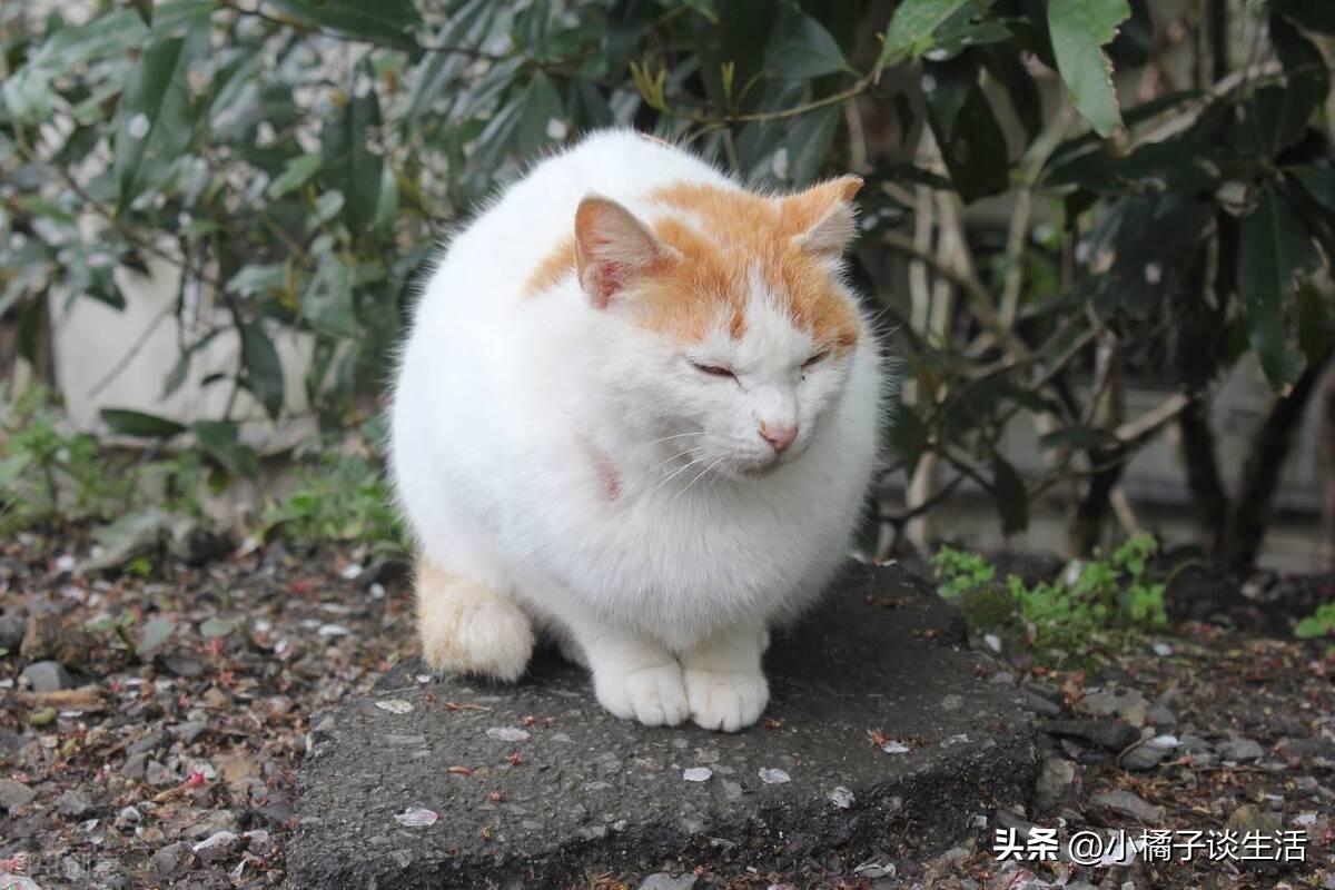 俗话说猫来穷狗来富(狗来富猫来穷是真的吗)(图2)