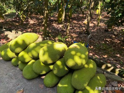 ​怎么判断菠萝蜜冻没冻坏（菠萝蜜冷冻了一个月后能吃吗）