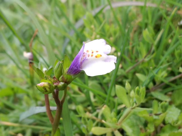 春天常见的野草花（田间悄然冒出的野花可与家花比美）(4)