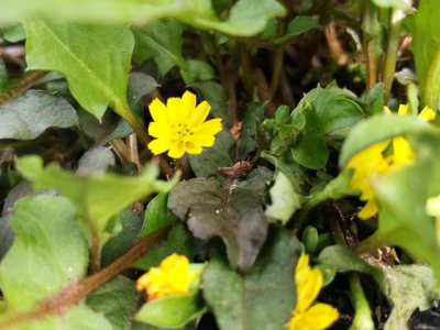 ​春天常见的野草花（田间悄然冒出的野花可与家花比美）