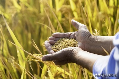 ​水稻生长周期是几个月（早晚稻种植时间和收获时间）