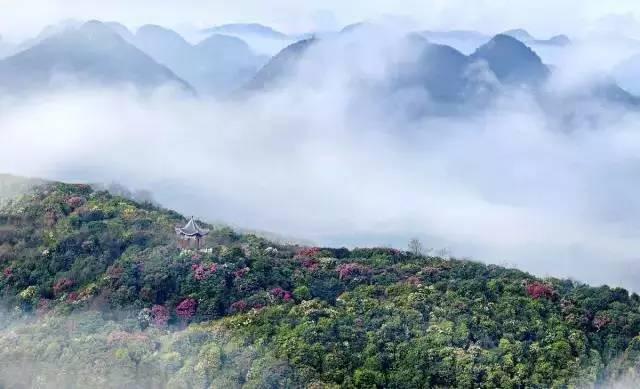 毕节百里杜鹃简介 世界上最大的天然大花园(4)