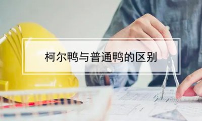 ​柯尔鸭与普通鸭的区别