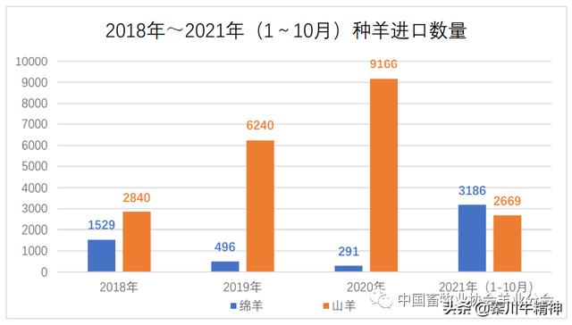 肉羊养殖技术及管理（养殖成本不断增加）(7)