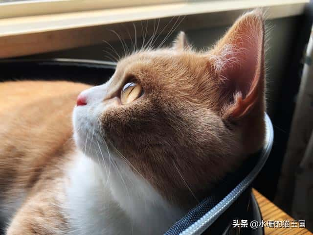 猫咪有眼屎正常吗-（猫咪有眼屎是怎么回事）