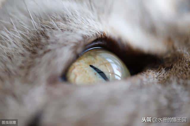 猫咪有眼屎正常吗-（猫咪有眼屎是怎么回事）