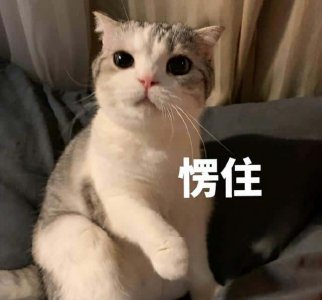 ​怎么惩罚猫咪才会害怕（怎么惩罚猫咪让它长记性）