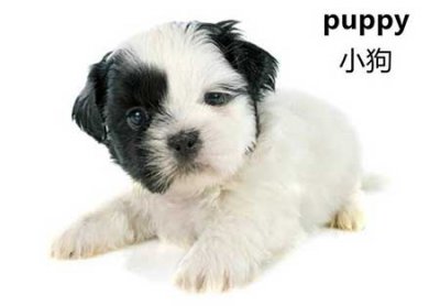 ​puppy是什么意思，puppy的含义