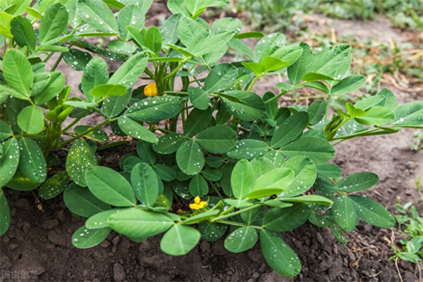 种花生是几月份(种花生的时间和方法)