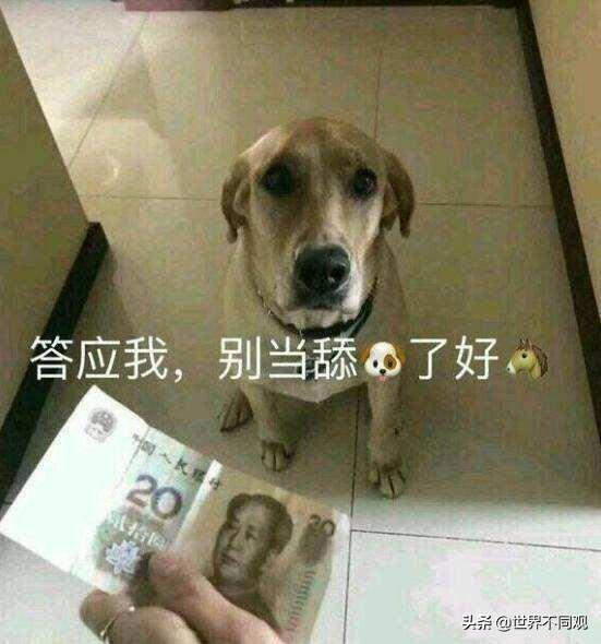 舔狗是指什么意思(舔狗的定义)