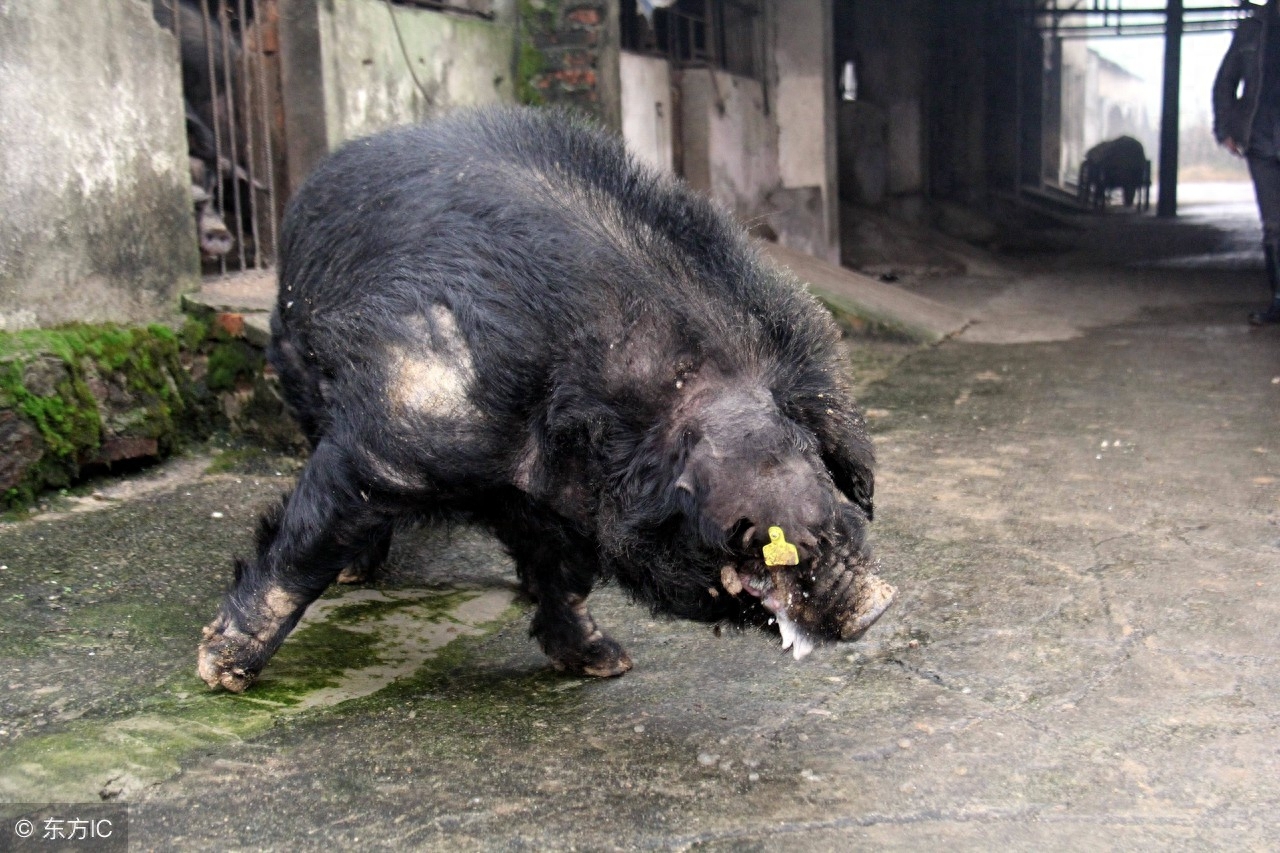 神奇的“公猪”：14岁已有18810头子孙后代，被称最牛公猪