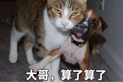 ​猫咪这些行为，是“保护”主人的意思，别误会了