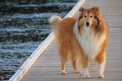 ​纯种苏格兰牧羊犬一般多少钱一只 犬种百科之苏格兰牧羊犬