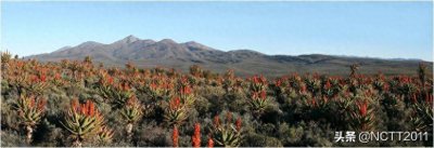 ​开普芦荟(Cape Aloe) — — 开普敦最著名的植物