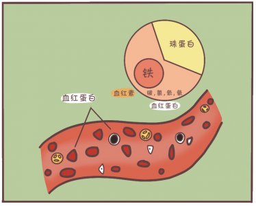 ​吃什么补铁（红枣、红糖能补铁吗？告别贫血，教你正确的补铁方法）