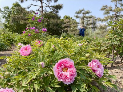 ​牡丹节是什么（牡丹节什么时候开）