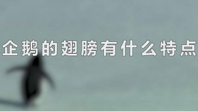 ​企鹅的翅膀有什么特点和本领呢 企鹅的翅膀有什么特点和本领作文