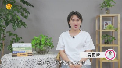 ​蟋蟀吃什么食物[蟋蟀一般都吃什么]