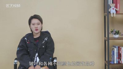 ​百日草是什么样的[什么叫百日草]