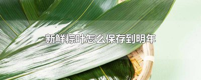 ​鲜粽叶怎么保存几个月 干粽叶怎样保存一年