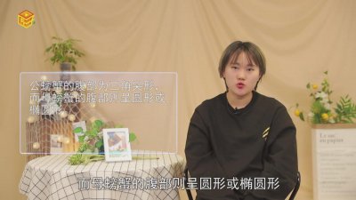 ​螃蟹怎么分辨公母图片 螃蟹怎样分辨公母图片