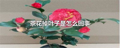 ​茶花怎么老是掉叶子 茶花一直掉叶子怎么回事