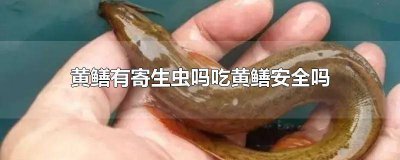 ​吃黄鳝会寄生虫吗 黄鳝有寄生虫么