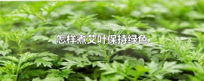 ​煮艾叶的水可以干嘛 煮好的艾叶水怎么保存不会坏