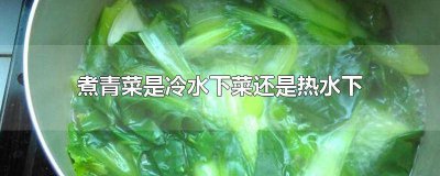 ​煮白菜是冷水下锅还是沸水 煮小白菜用冷水还是热水