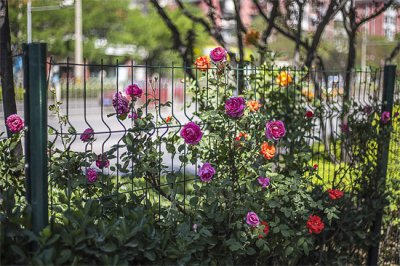 ​月季花 有什么颜色 月季的花是什么颜色