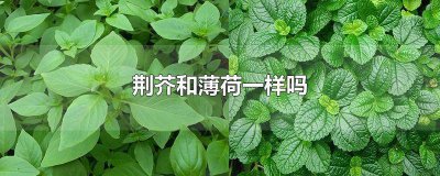 ​荆芥是薄荷么? 荆芥和薄荷一样吗图片对比图