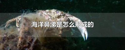 ​海洋鼻涕百科 海洋鼻涕是什么样子的