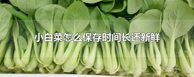 ​小白菜怎样保鲜时间长 小白菜怎样保存的时间长