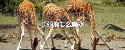 ​长颈鹿怎么喝水河北梆子秦香莲 长颈鹿怎么喝水简单一点