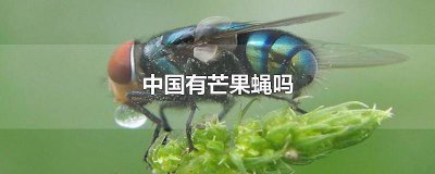 ​非洲芒果蝇寄生虫 芒果果实蝇图片