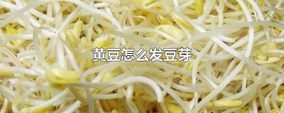 ​黄豆怎么发豆芽视频 黄豆怎么发豆芽 在家里