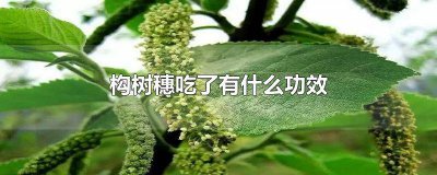 ​构树的穗子吃了有什么作用 吃构树穗的副作用