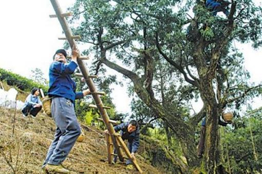 给大家带来常见的盗墓工具带图