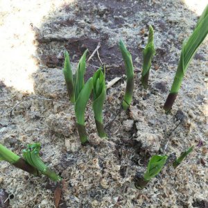 ​白芨种子育苗方法和技术（白芨种子怎样种才出苗）