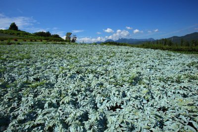 ​现在农村种植什么最赚钱（农村闲置土地种植什么比较好）